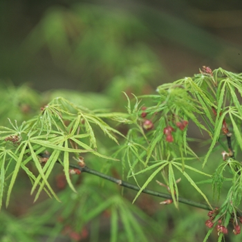 Acer palmatum - Japanese Maple - Oregon Sunset