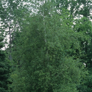 Betula populifolia - 'Whitespire' 
