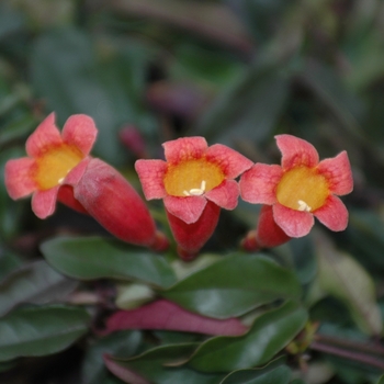 Bignonia capreolata 'Tangerine Beauty' - Tangerine Beauty Cross Vine