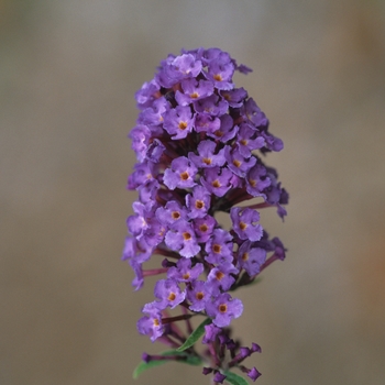 Buddleia davidii 'Nanho Blue' - Nanho Blue Butterfly Bush