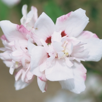Hibiscus syriacus 'Blushing Bride' - Rose of Sharon
