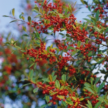 Ilex x attenuata - 'Fosteri' Foster Holly