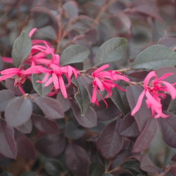 Loropetalum chinense var. rubrum 'Burgundy' - Burgundy Chinese Loropetalum