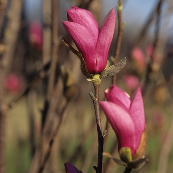 Magnolia x soulangiana - 'Alexandrina' 