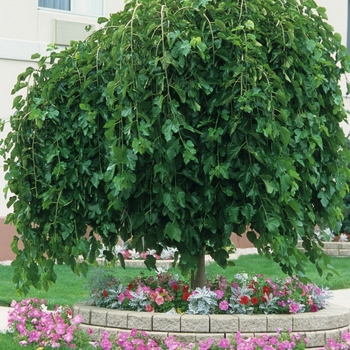 Morus alba 'Chaparral' - Weeping Mulberry