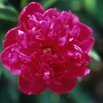 Paeonia lactiflora - 'Felix Crousse'