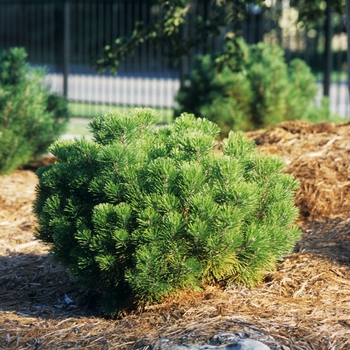 Pinus mugo - Mugo Pine (Swiss Mountain Pine