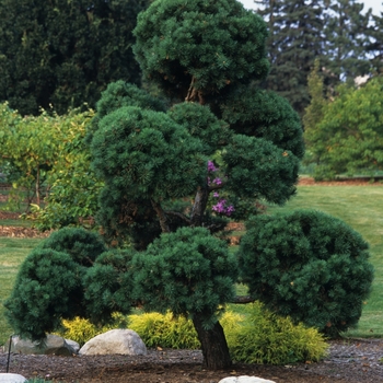 Pinus sylvestris - Scotch Pine