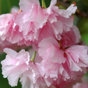 Prunus serrulata 'Kwanzan' - Flowering Cherry