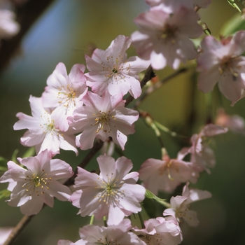 Prunus subhirtella var. autumnalis - Pink Weeping Cherry Tree