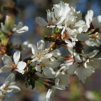 Prunus x - Snow Fountain Cherry 