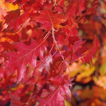 Quercus rubra - Northern Red Oak