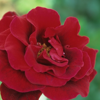 Rosa 'Don Juan' - Rose