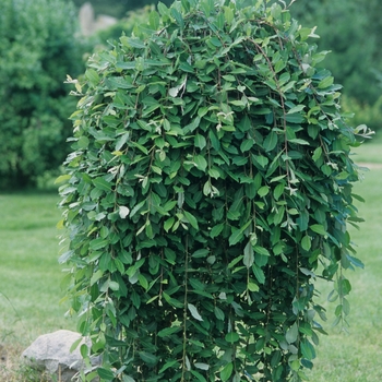 Weeping Pussy Willow -Salix caprea 'Pendula' 