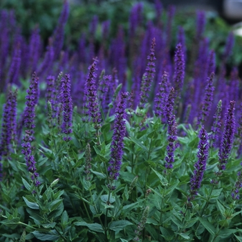 Salvia x sylvestris - 'May Night'