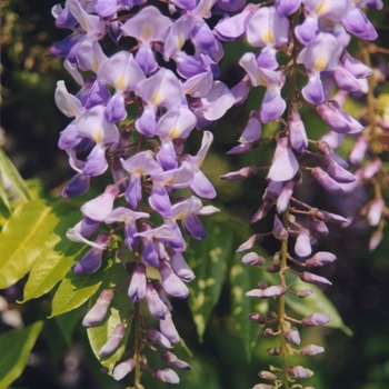 Wisteria sinensis - Chinese Wisteria