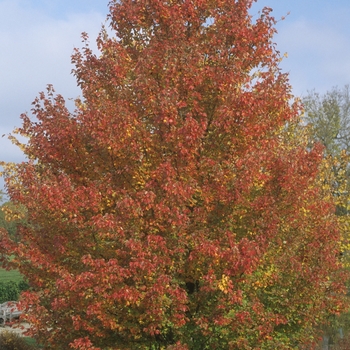 Acer rubrum 'Franksred' - Red Sunset® Red Maple