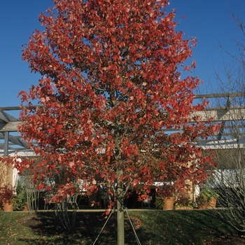 Acer rubrum 'Franksred' - Red Sunset® Maple