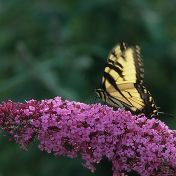 Buddleia hybrid - 'Pink Delight'