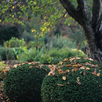 Buxus microphylla var. japonica 'Wintergreen' - Wintergreen Boxwood