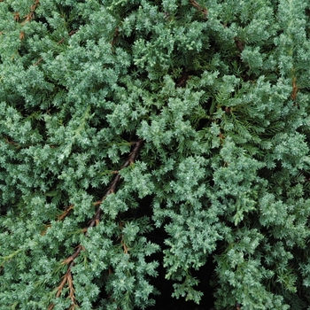 Juniperus procumbens 'Nana' - Procumbens Nana Juniper