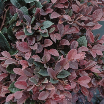 Loropetalum chinense 'Plum Delight' - Plum Delight Loropetalum