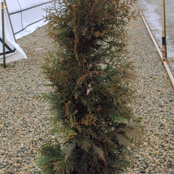 Thuja x - 'Steeplechase'