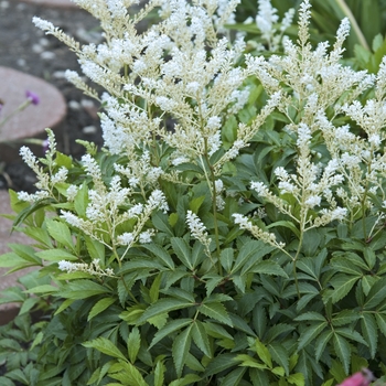 Astilbe rhizomatous ''Deutschland'' (False Spirea) - Deutschland False Spirea