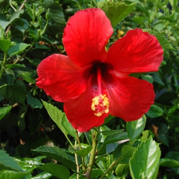 Hibiscus rosa-sinensis 'President's' - President's Hibiscus