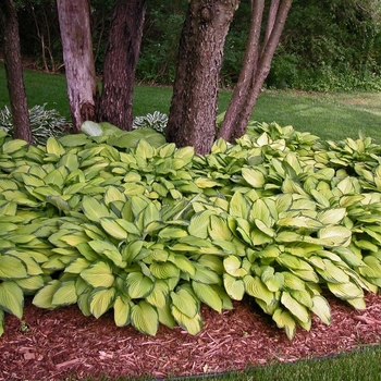 Hosta - 'Gold Standard' Hosta, Plantain Lily