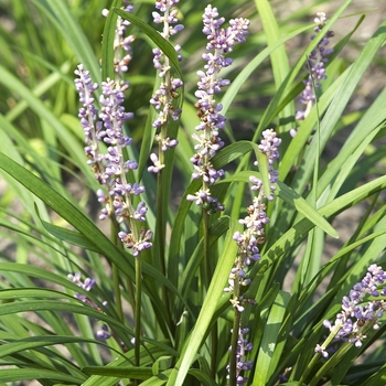 Liriope muscari 'Big Blue' - Big Blue Liriope