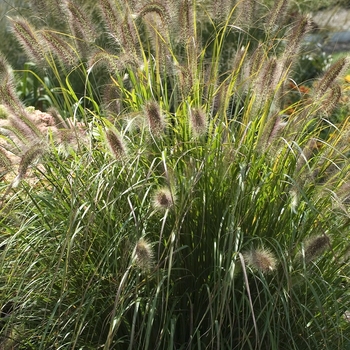 Pennisetum alopecuroides - Prairie Winds® 'Desert Plains'
