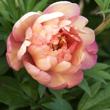 Paeonia - 'Julia Rose' Itoh Peony