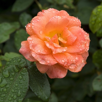 Rosa 'HARwelcome' - Livin Easy™ Rose