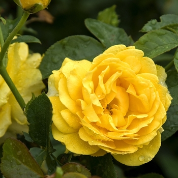 Rosa 'WEKvossutono' - Julia Child Rose