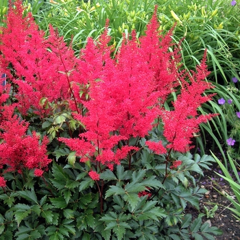 Astilbe japonica 'Red Sentinel' - Astilbe