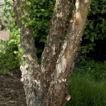 Betula nigra - River Birch