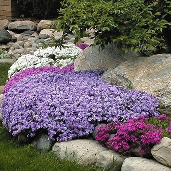 Phlox subulata - 'Emerald Blue'