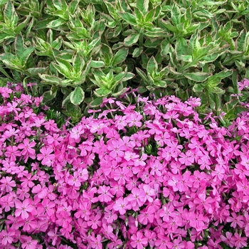 Phlox subulata - 'Emerald Pink'