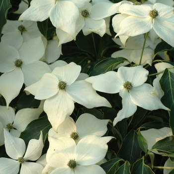 Cornus kousa 'Greensleeves' - 'Greensleeves' Dogwood