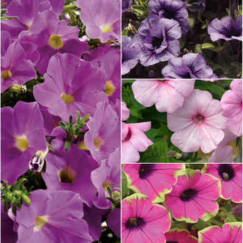 Petunia hybrid - Supertunia® Multiple Varieties