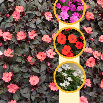 IMPATIENS for the SUN - SunPatiens® Compact