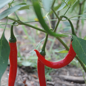 Capsicum annuum - Cayenne Pepper