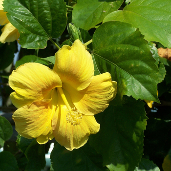 Hibiscus rosa-sinensis - Yellow Tropical Hibiscus
