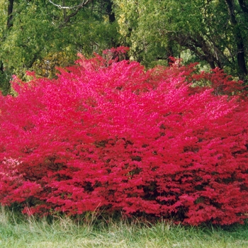 Euonymus alatus 'Compactus' - Dwarf Burning Bush