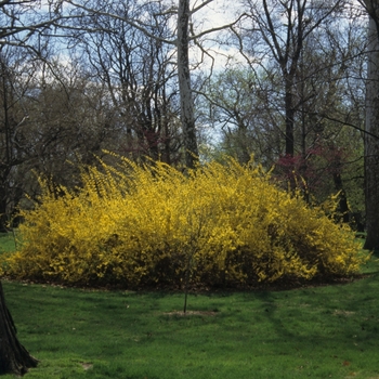 Forsythia x intermedia - 'Lynwood'
