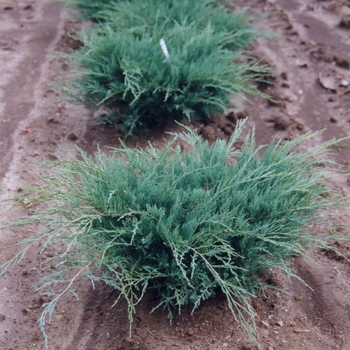 Juniperus virginiana ''Grey Owl'' (Juniper) - Grey Owl Juniper