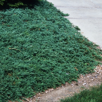 Juniperus horizontalis 'Wiltonii' - Blue Rug Juniper