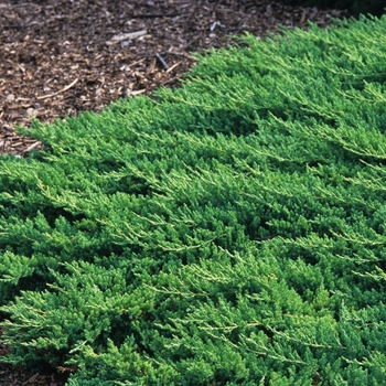 Juniperus procumbens 'Nana' - Procumbens Nana Juniper