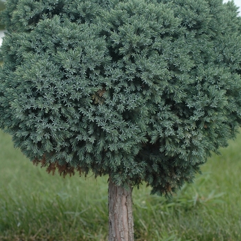 Juniperus squamata 'Blue Star' - Blue Star Juniper